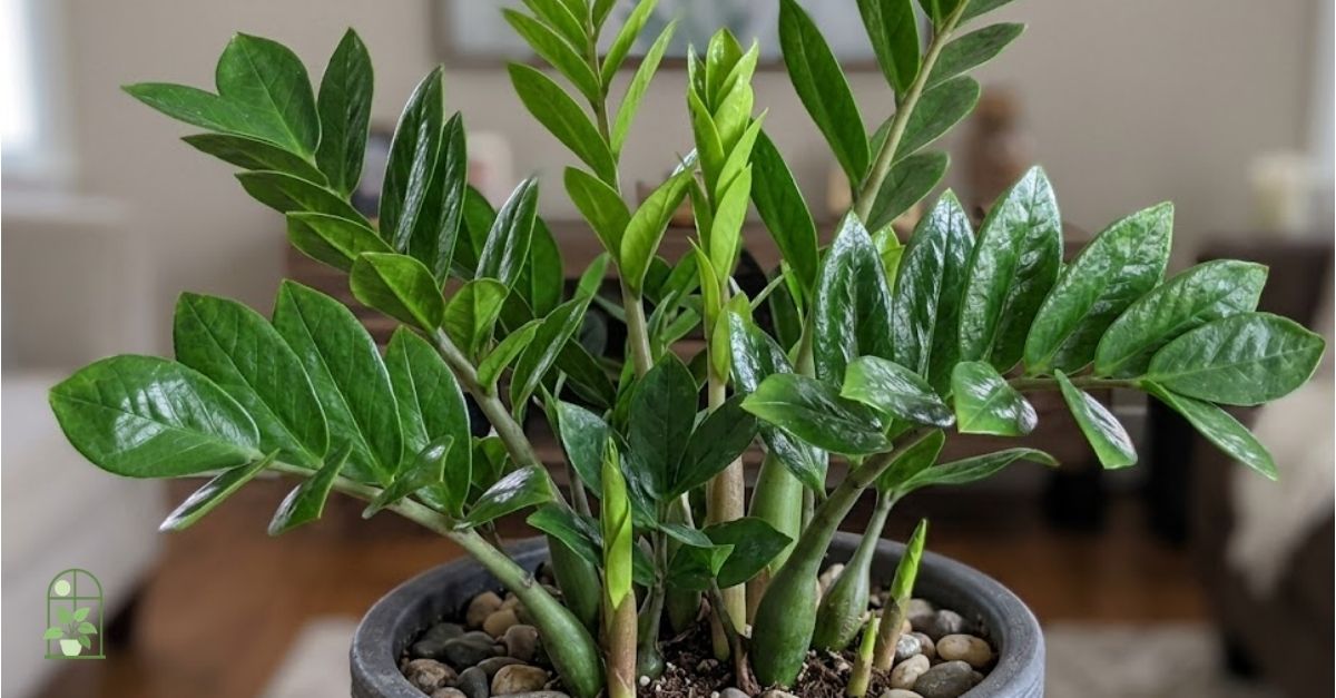A zamioculca é uma planta resistente, indicada para ambientes internos e boa para iniciantes, desde que não receba excesso de água. Ela perdoa esquecimentos, mas não tolera raiz encharcada.