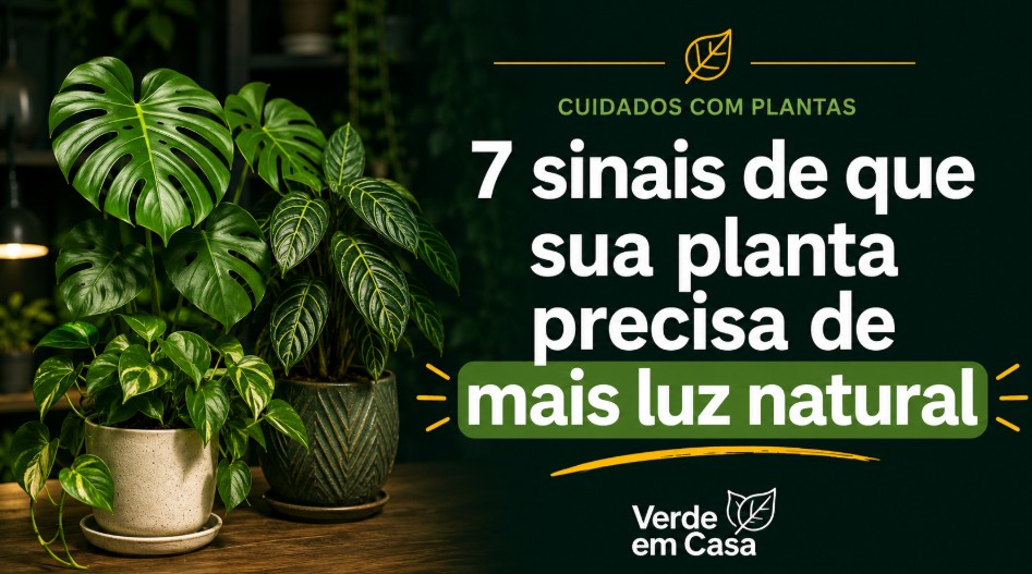 Planta de interior próxima a uma janela recebendo luz natural suave