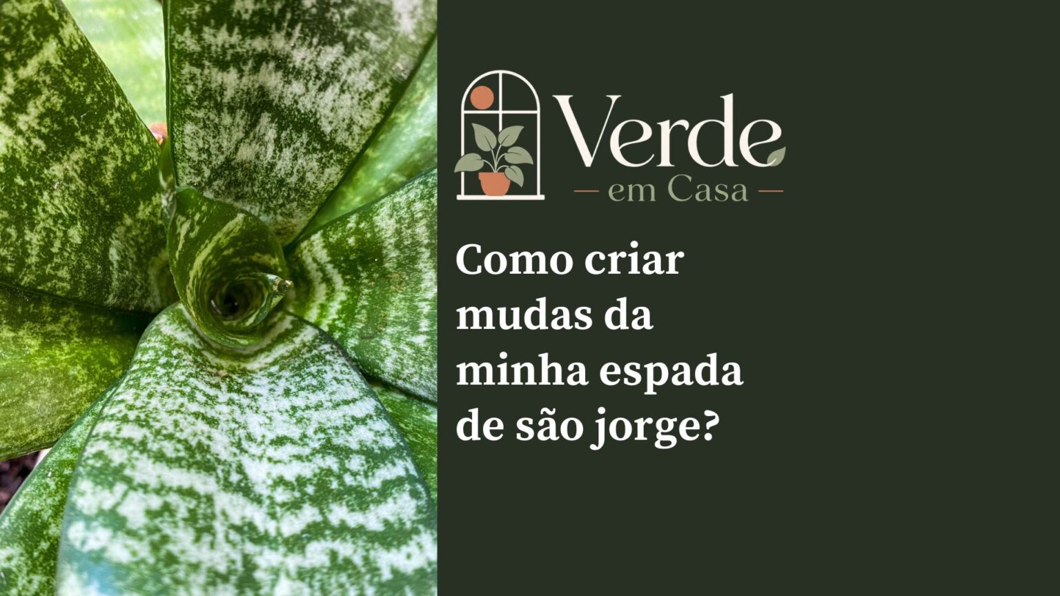 Como fazer muda de espada-de-são-jorge: 3 métodos simples