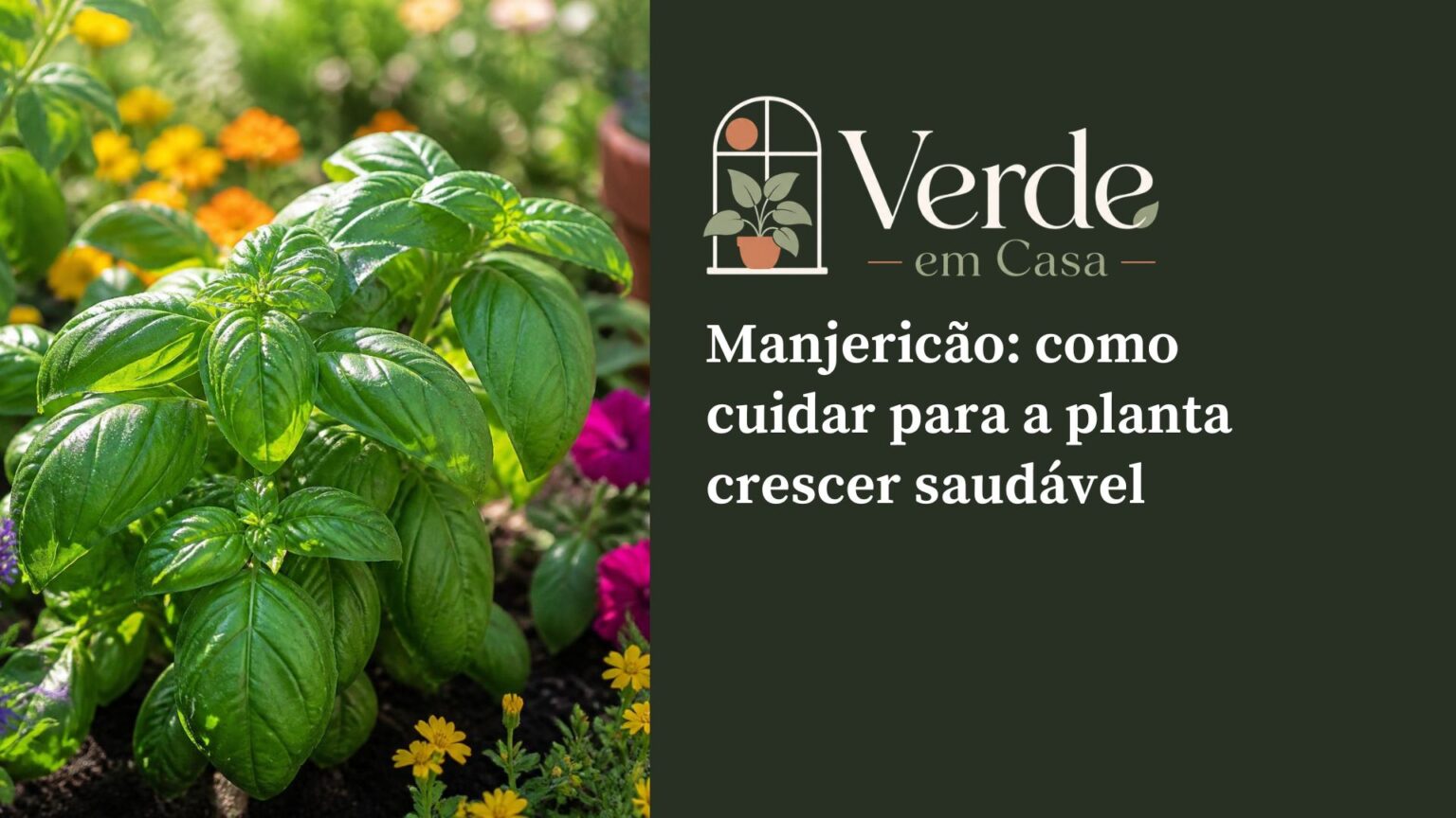 Vaso de manjericão saudável recebendo luz natural perto de uma janela.