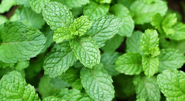 Hortelã cultivada em vaso, com folhas verdes e saudáveis próximas à luz natural.