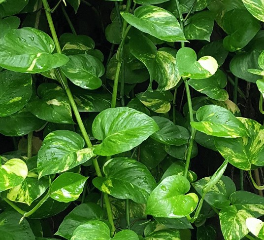 Jiboia em vaso pendente dentro de casa, com folhas verdes próximas a uma janela com luz indireta.