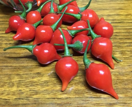 Pimenta suave e produtiva que gosta de sol, calor e substrato bem drenado.